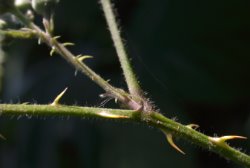 Rubus nemoralis (jeżyna smukłokolcowa)