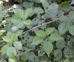 Rubus nemoralis (jeżyna smukłokolcowa)