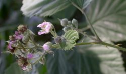 Rubus nemoralis (jeżyna smukłokolcowa)