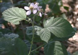 Rubus nemoralis (jeżyna smukłokolcowa)