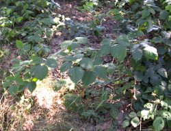 Rubus nemoralis (jeżyna smukłokolcowa)