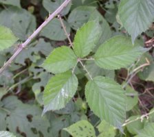 Rubus nemoralis (jeżyna smukłokolcowa)