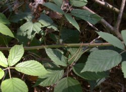 Rubus radula (jeżyna szorstka)