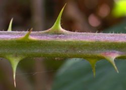 Rubus radula (jeżyna szorstka)