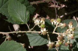 Rubus radula (jeżyna szorstka)