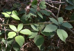 Rubus radula (jeżyna szorstka)