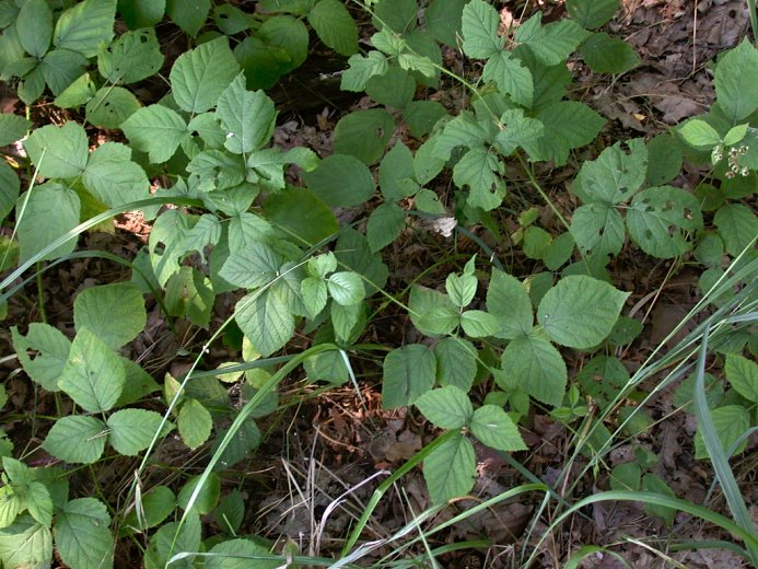 Rubus seebergensis (jeżyna mosińska)