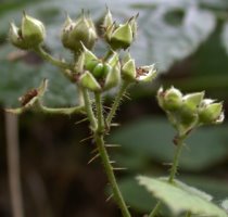 Rubus seebergensis (jeżyna mosińska)