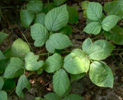 Rubus seebergensis (jeżyna mosińska)