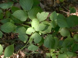 Rubus seebergensis (jeżyna mosińska)