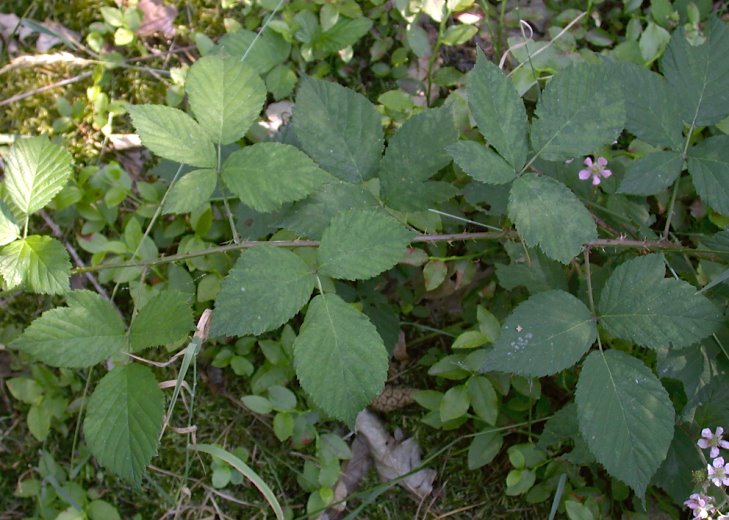 Rubus sprengelii (jeżyna Sprengla)