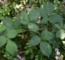 Rubus sprengelii (jeżyna Sprengla)