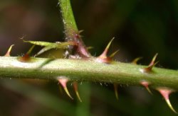 Rubus sprengelii (jeżyna Sprengla)