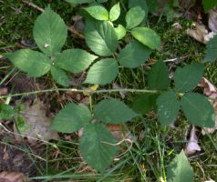 Rubus sprengelii (jeżyna Sprengla)