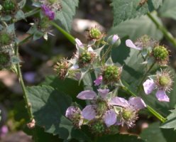 Rubus sprengelii (jeżyna Sprengla)