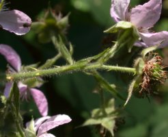 Rubus sprengelii (jeżyna Sprengla)