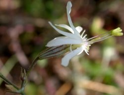 Silene nutans (lepnica zwisła)