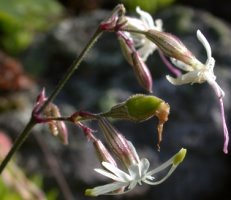 Silene nutans (lepnica zwisła)