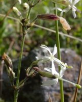 Silene nutans (lepnica zwisła)