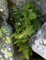 Woodsia ilvensis (rozrzutka brunatna)