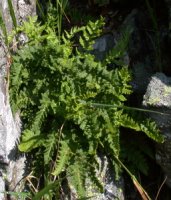 Woodsia ilvensis (rozrzutka brunatna)