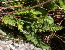 Woodsia ilvensis (rozrzutka brunatna)