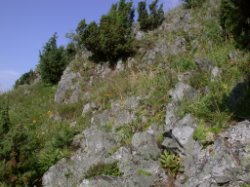 Woodsia ilvensis (rozrzutka brunatna)