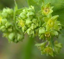 Alchemilla gracilis