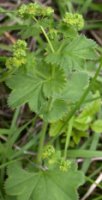 Alchemilla gracilis