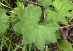 Alchemilla gracilis