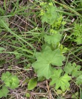 Alchemilla gracilis