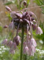 Allium oleraceum