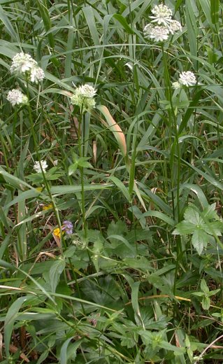 Astrantia major