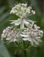 Astrantia major