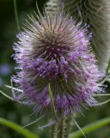 Dipsacus sylvestris (szczeć pospolita)