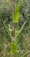 Dipsacus sylvestris (szczeć pospolita)