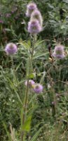 Dipsacus sylvestris (szczeć pospolita)