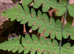 Gymnocarpium robertianum