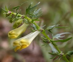 Melampyrum pratense