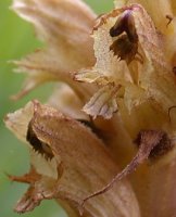 Orobanche pallidiflora (zaraza bladokwiatowa)