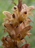 Orobanche pallidiflora (zaraza bladokwiatowa)