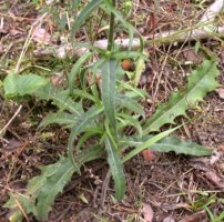 Picris hieracioides ssp. hieracioides (goryczel jastrzębcowaty typowy)