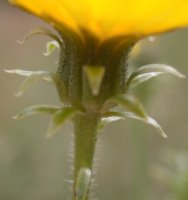 Picris hieracioides ssp. hieracioides (goryczel jastrzębcowaty typowy)