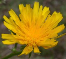 Picris hieracioides ssp. hieracioides (goryczel jastrzębcowaty typowy)