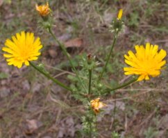 Picris hieracioides ssp. hieracioides (goryczel jastrzębcowaty typowy)