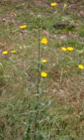 Picris hieracioides ssp. hieracioides (goryczel jastrzębcowaty typowy)