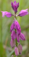 Polygala vulgaris (krzyżownica zwyczajna)