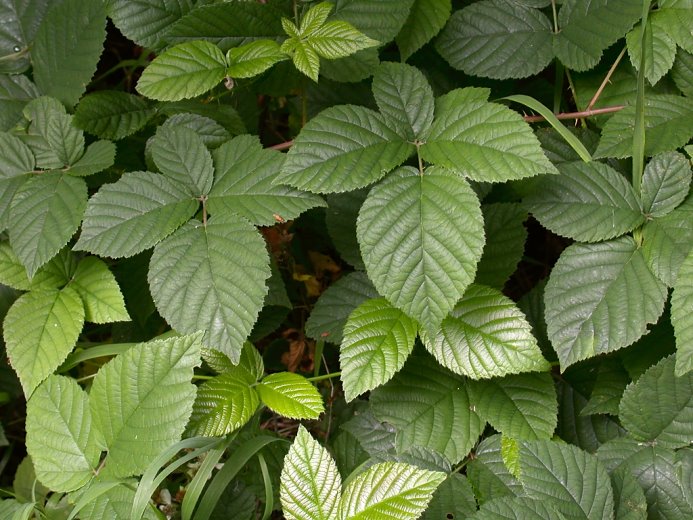 Rubus chaerophyllus (jeżyna świerząbkowata)