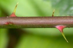 Rubus chaerophyllus (jeżyna świerząbkowata)