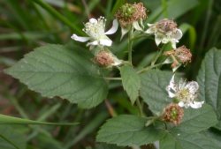 Rubus chaerophyllus (jeżyna świerząbkowata)